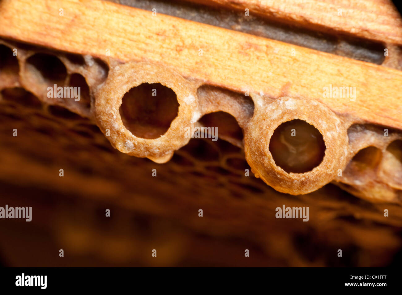 Honey Bee Apis mellifera Kent UK queen cell on honeycomb hive growing bee inside larvae stage Stock Photo