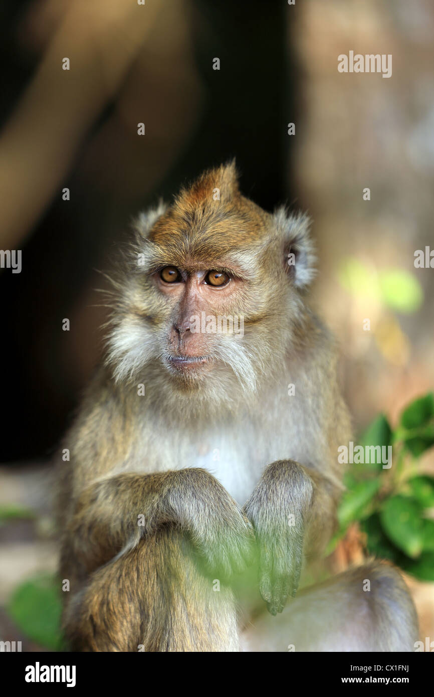 Macaque monkey in Pangandaran National Park, West Java Stock Photo - Alamy