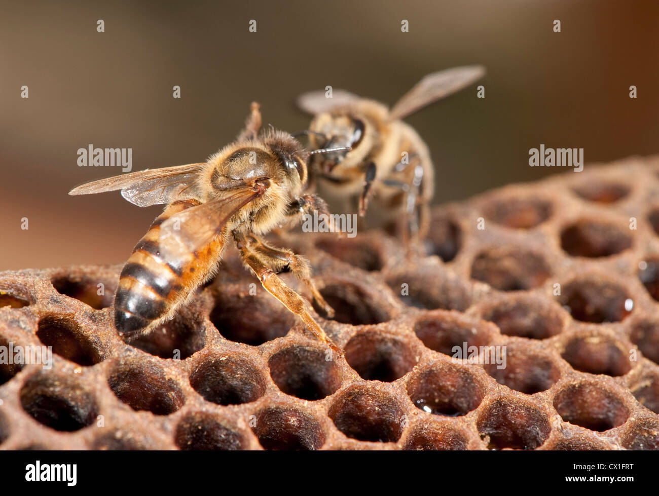 Queen being grooomed by worker Honey Bee Apis mellifera Kent UK on honeycomb cells from inside hive Stock Photo