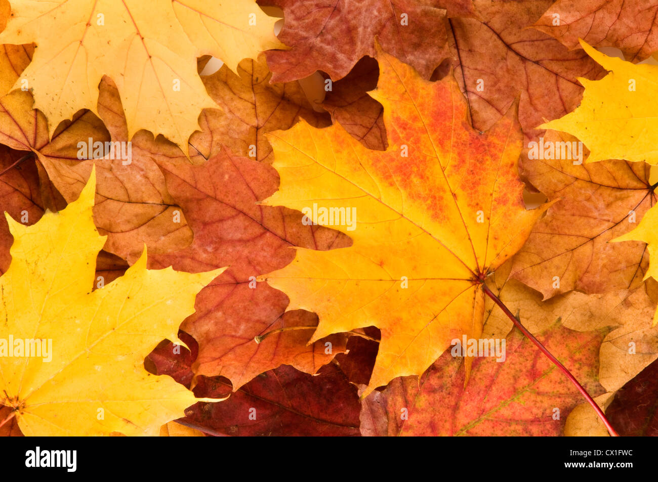 A selection of brown London Plane Autumn leaves Stock Photo