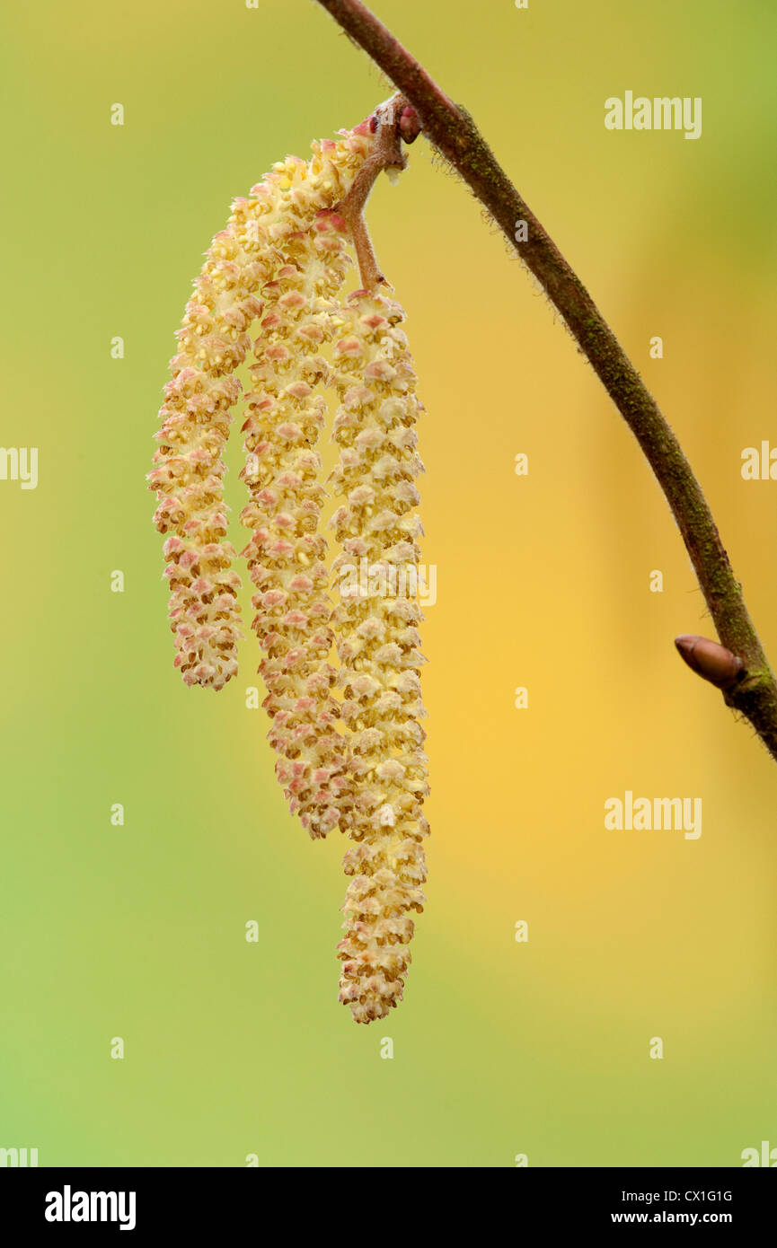 Close-up of Hazel inflorescence Corylus avellana in spring male catkins Oxford UK Stock Photo