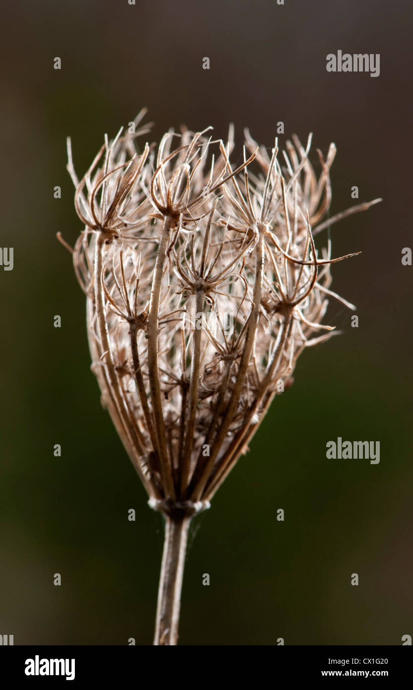 Dried fruiting head of Wild Carrot Daucus carota Oxford UK ancestor of garden carrot seeds Stock Photo
