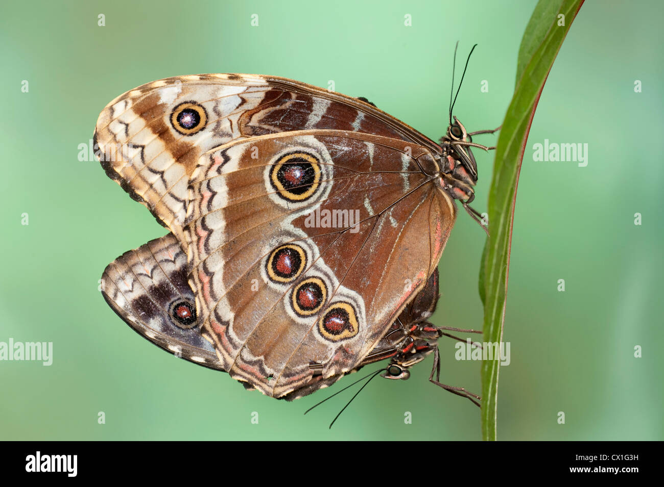 Blue Morpho Butterflies Mating Morpho peleides Central & South America pair together underside of wings eye spots rainforest Stock Photo