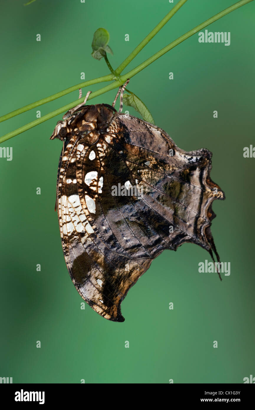 Marbled Leafwing or Silver-studded Leafwing Butterfly Hypna clytemnestra South America Stock Photo