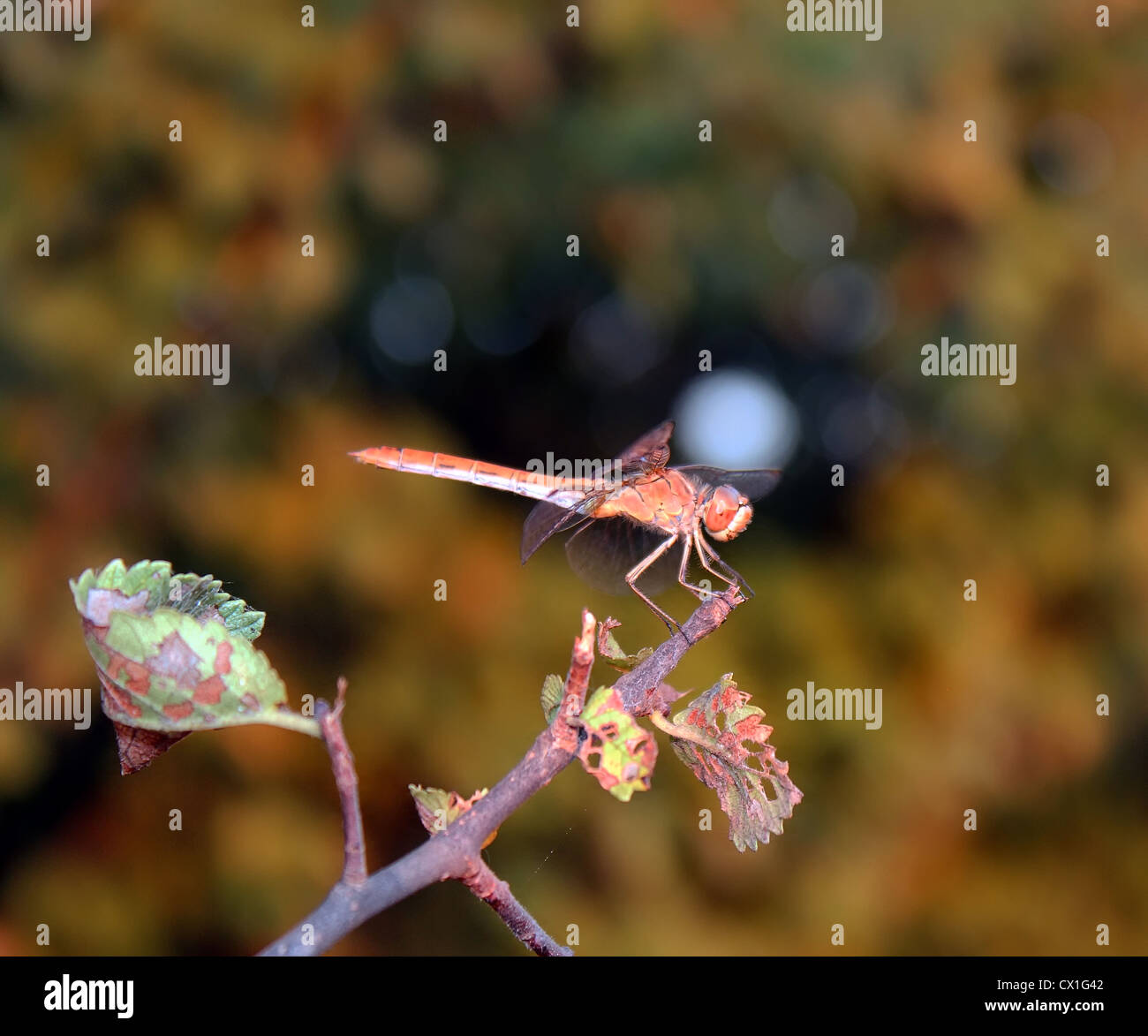 dragonfly, insect, bug, wing, eye, leg, air, flying, sun, forest, woods ...