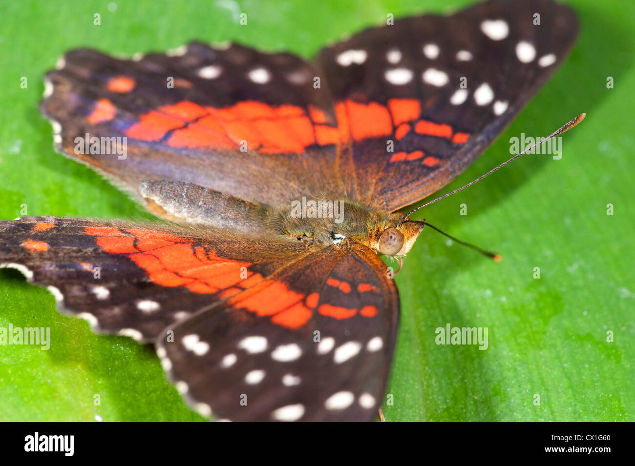 Brown Peacock or Scarlet Peacock Butterfly Anartia amathea resting with wings open tropical jungle rainforest South America Stock Photo