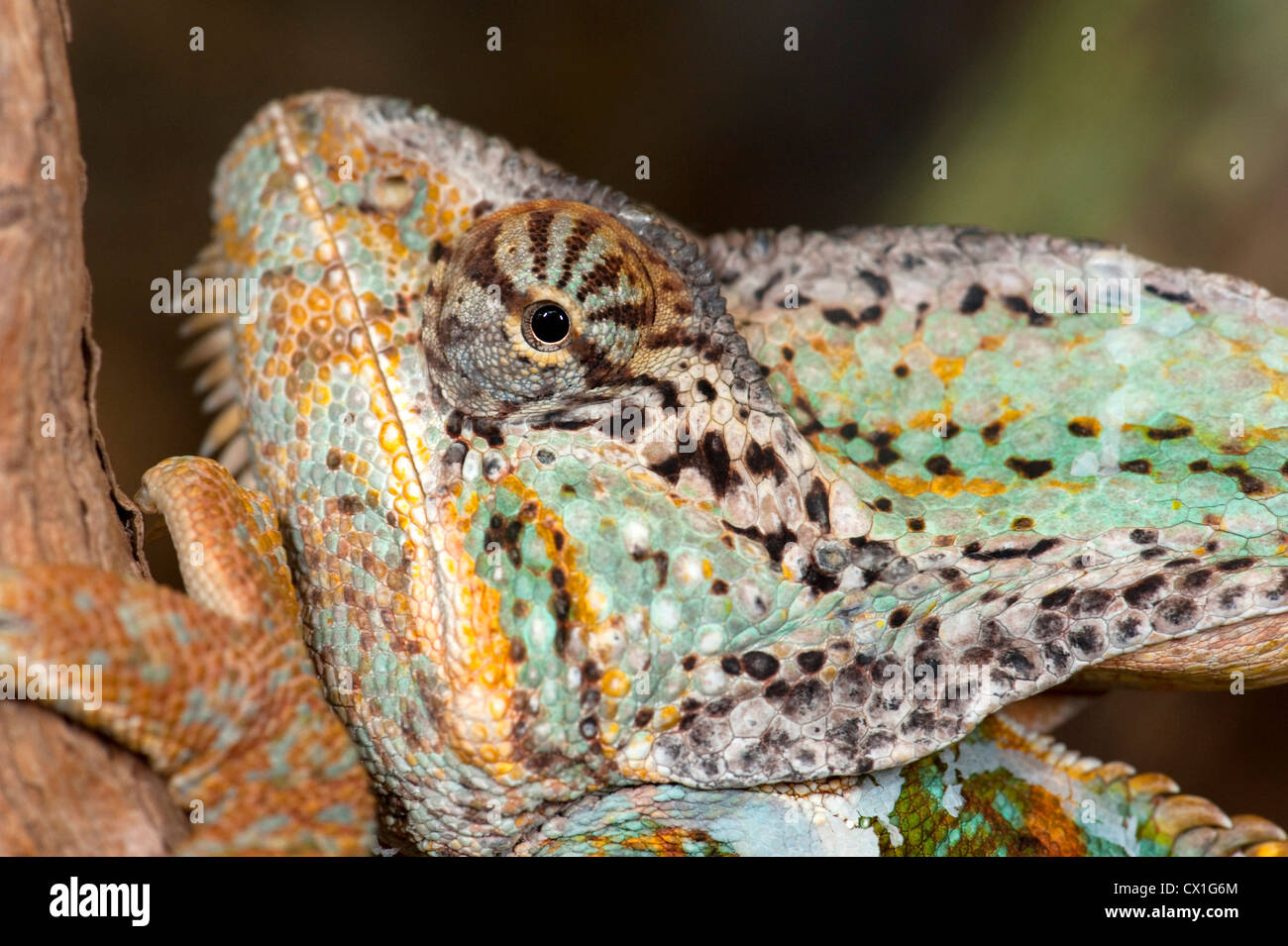 Veiled Chameleon Chamaeleo calyptratus Middle East Yemen close up showing eye Stock Photo