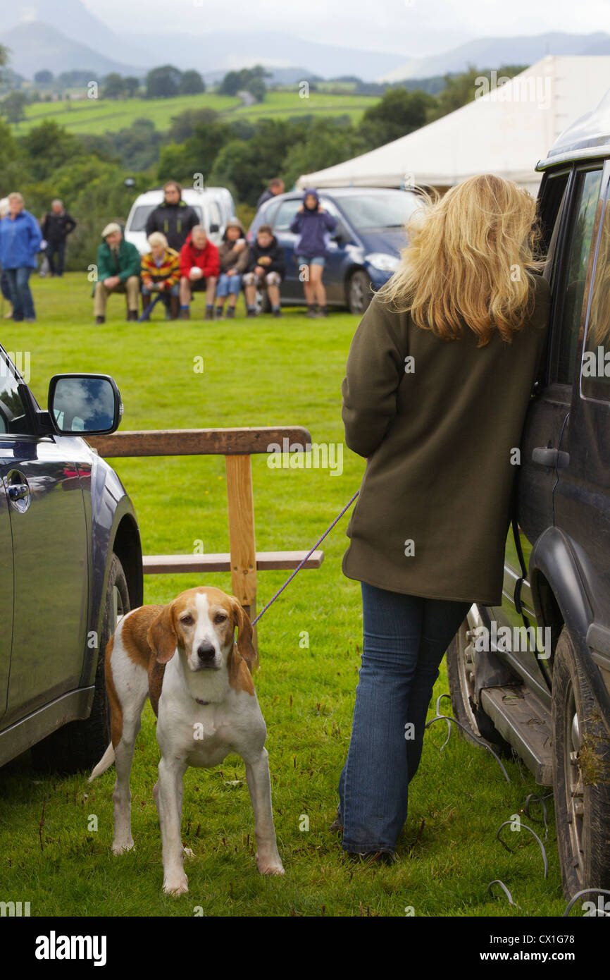 Fox hound and woman at Threlkeld Show, Threlkeld, Keswick, Lake District, Cumbria, England, UK Stock Photo