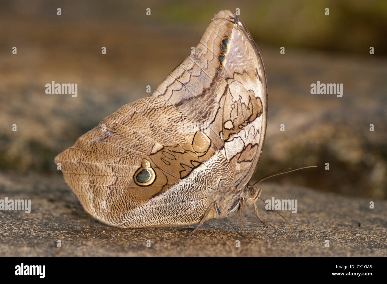 Owl Butterfly Eryphanis polyxena South America Bamboo rainforest jungle