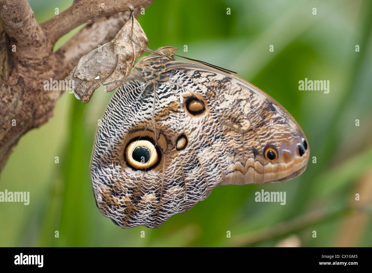 Butterfly eye spots hires stock photography and images Alamy