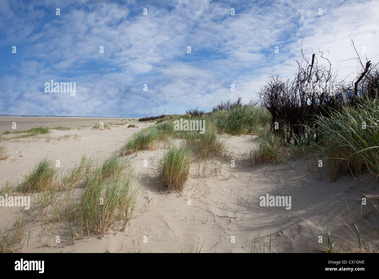 Europe, Germany, Friesland, Borkum Dunes silence relaxing sand beach nature relaxation deceleraterest recovery summer time holiday Entspannung Stille Stock Photo