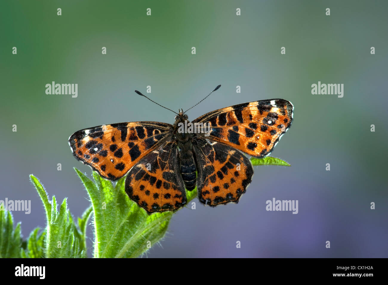 Map Butterfly Araschnia levana European species Stock Photo