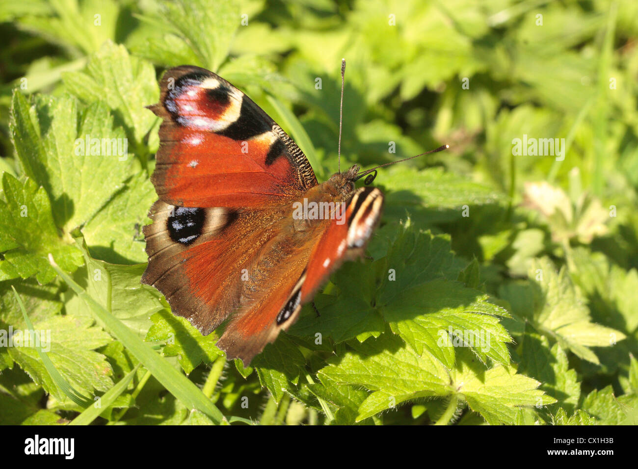 Peacock Butterfly Stock Photo