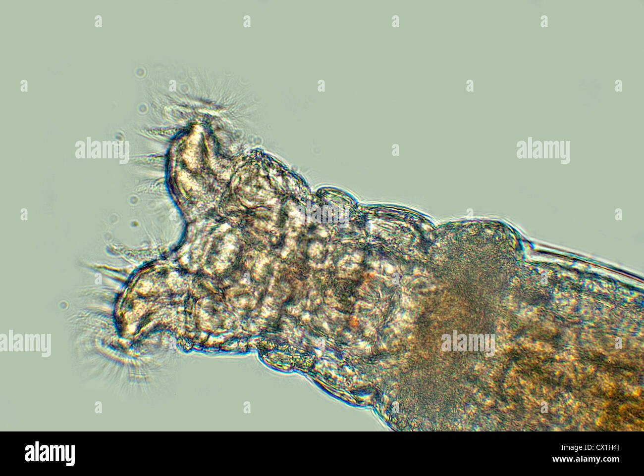Collotheca rotifer feeding on bacteria with extended cilla Stock Photo