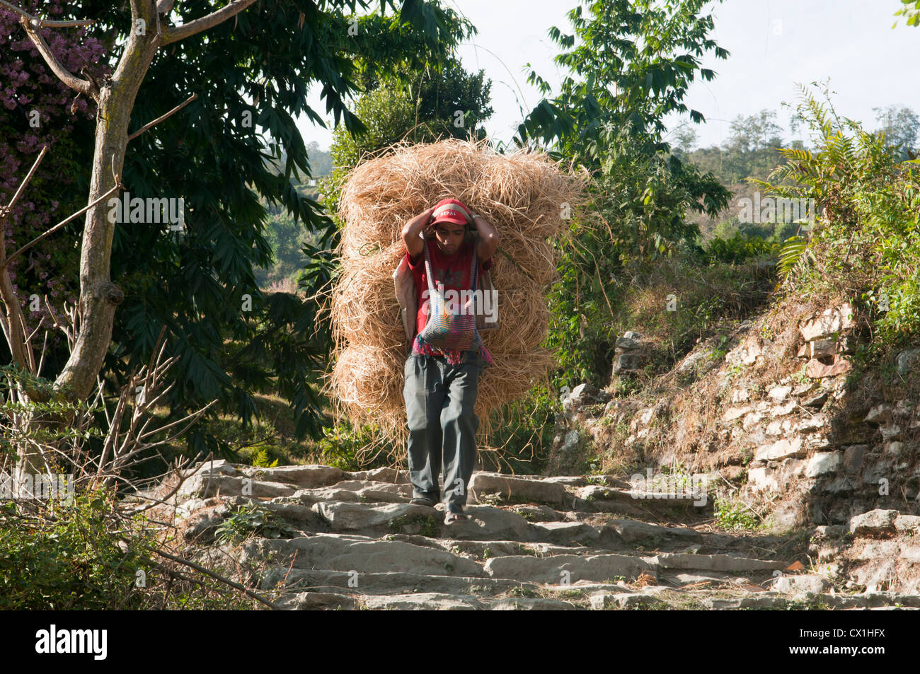 rice farmer in the Annapurna region of Nepal Stock Photo