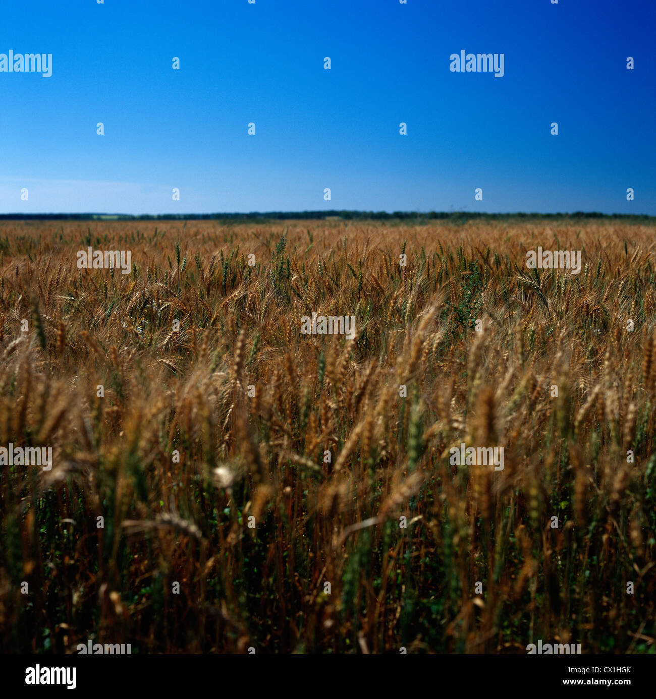 A field of rye Stock Photo - Alamy