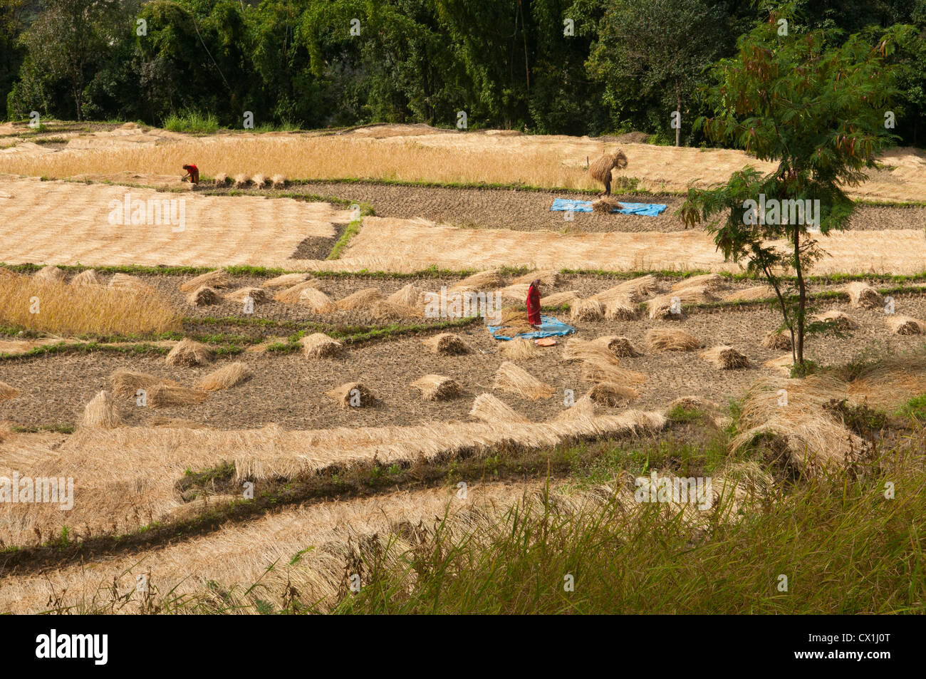 rice farming in the Annapurna region of Nepal Stock Photo