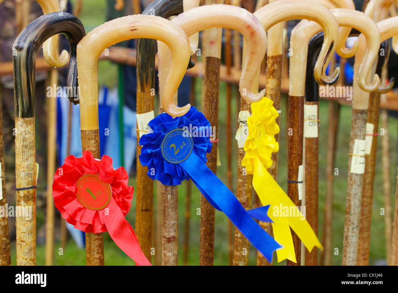 Red first, blue second and yellow third rosettes on walking sticks at ...