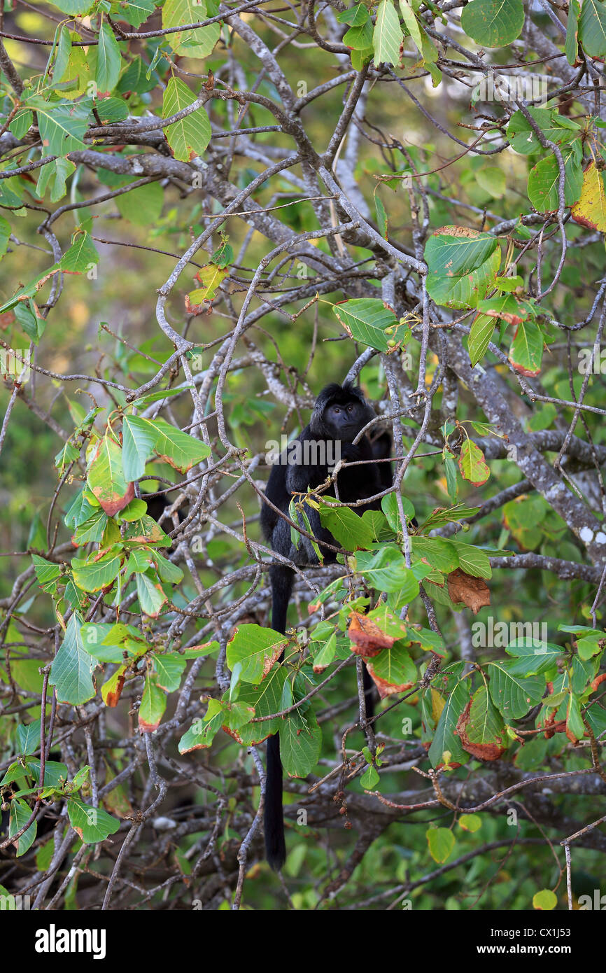 Black leaf monkey in Pangandaran National Park, West Java Stock Photo