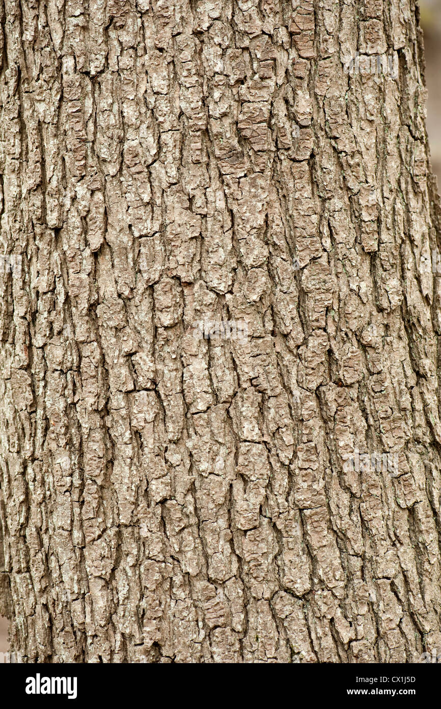 Bark of horse chestnut hires stock photography and images Alamy