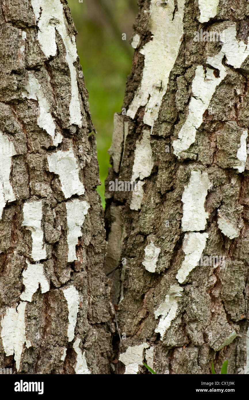 Silver Birch Betula pendula East Blean Woodlands Kent UK Kent Wildlife Trust close upf of bark old tree Stock Photo