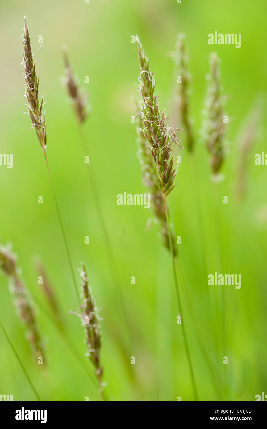 Sweet Vernal Grass Anthoxanthum odoratum East Blean Woodlands Kent UK ...