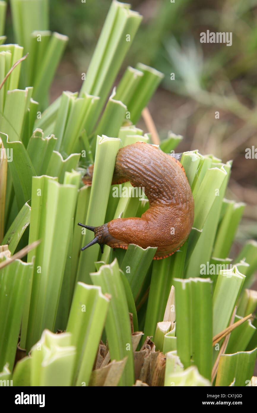 Native slugs hires stock photography and images Alamy