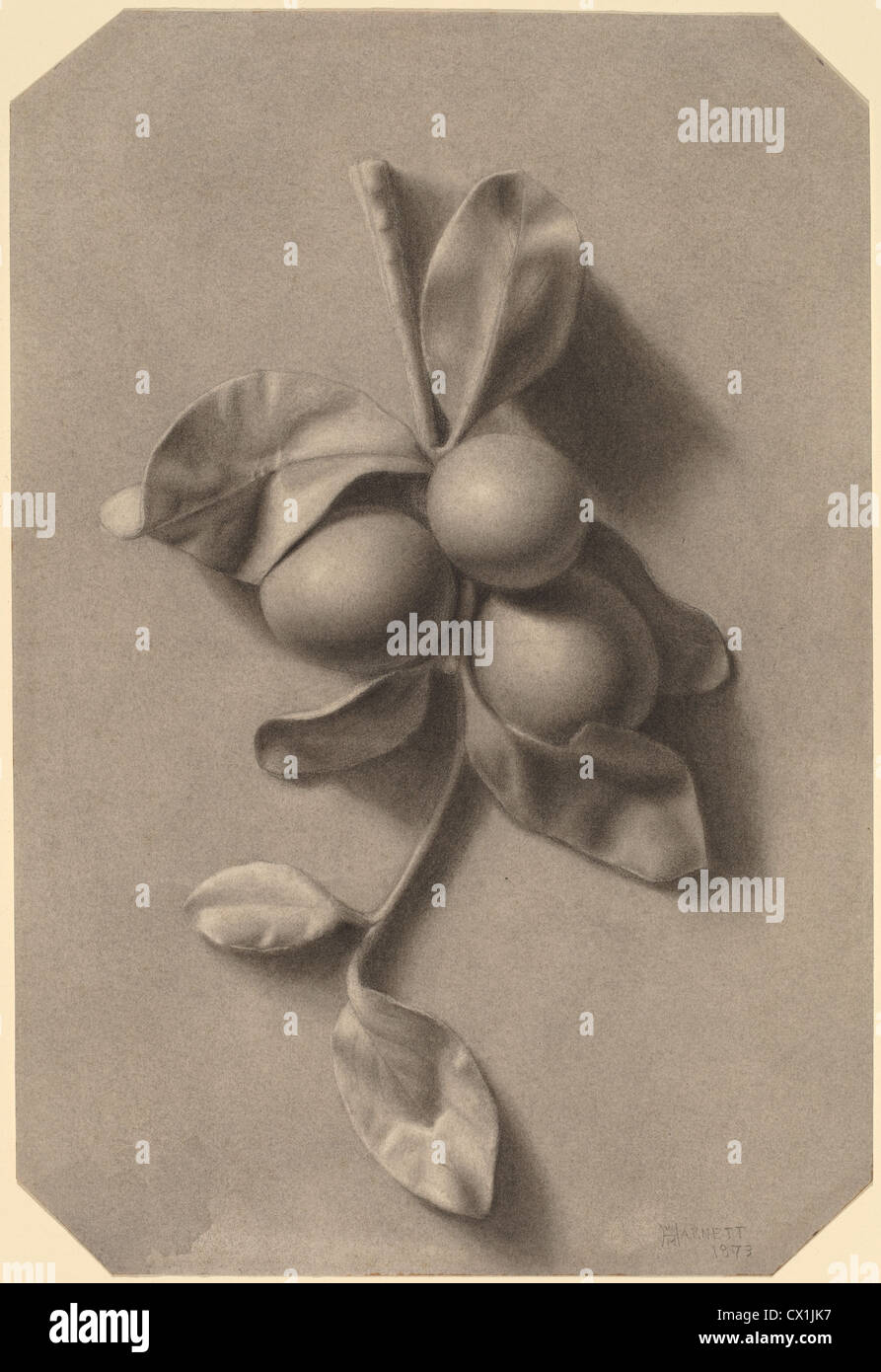 William Michael Harnett, A Sprig of Plums, American, 1848 - 1892, 1873, graphite and charcoal with gray wash on wove paper Stock Photo