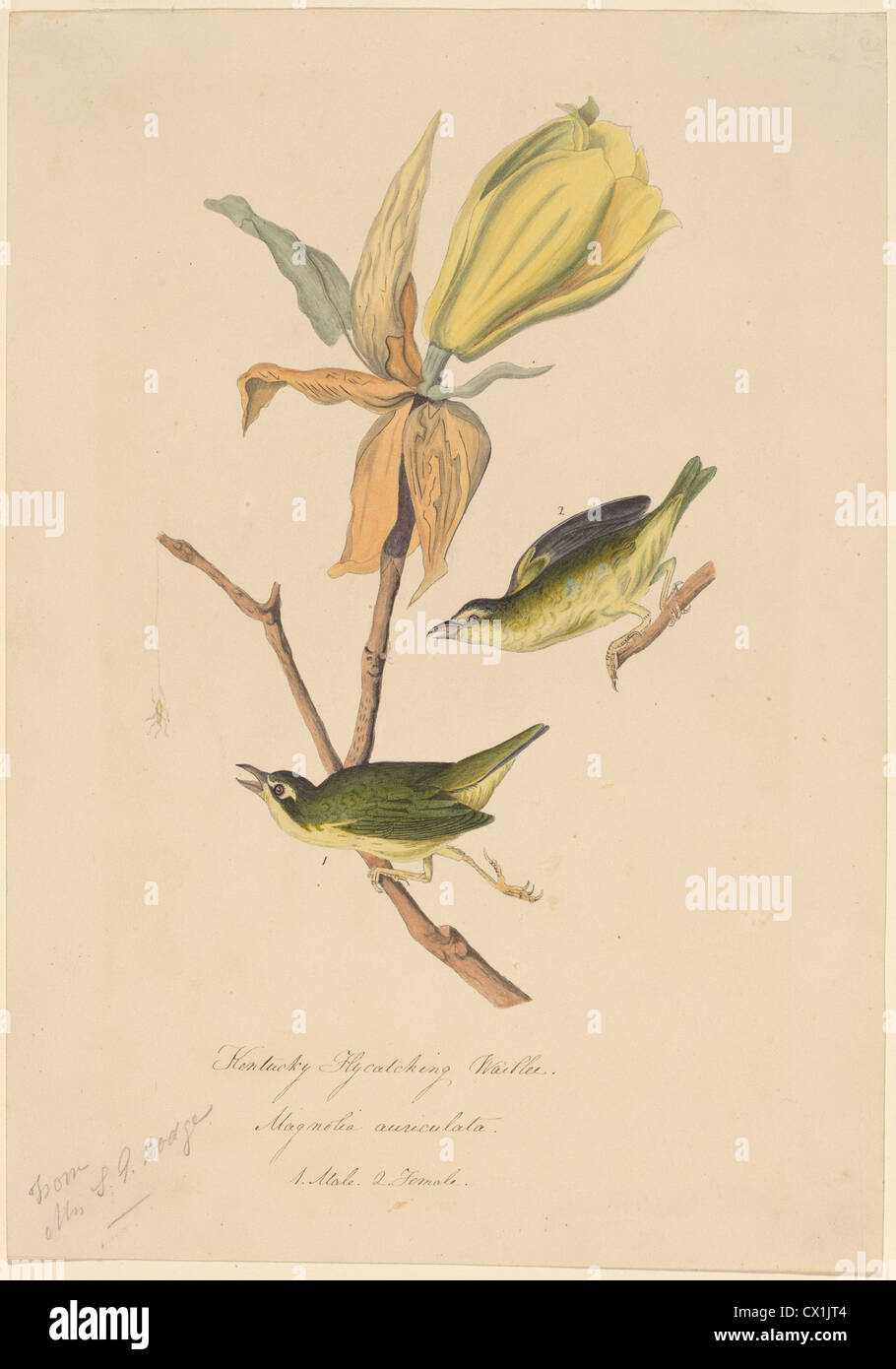 John Woodhouse Audubon, Kentucky Fly-catching Warbler, American, 1812 - 1862, 1830s, pen and black and gray ink with watercolor Stock Photo