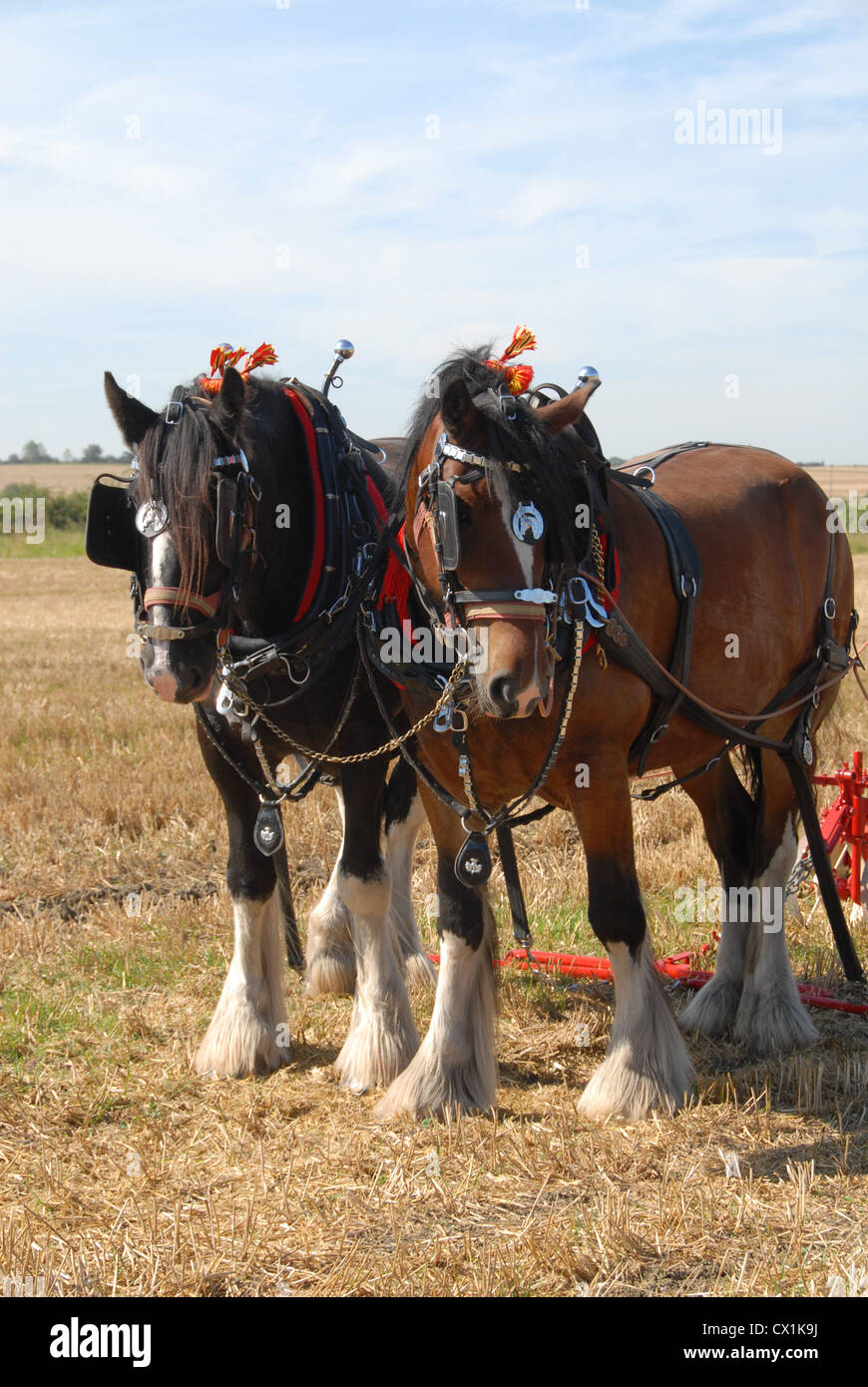 Shire horse in harness hi-res stock photography and images - Alamy