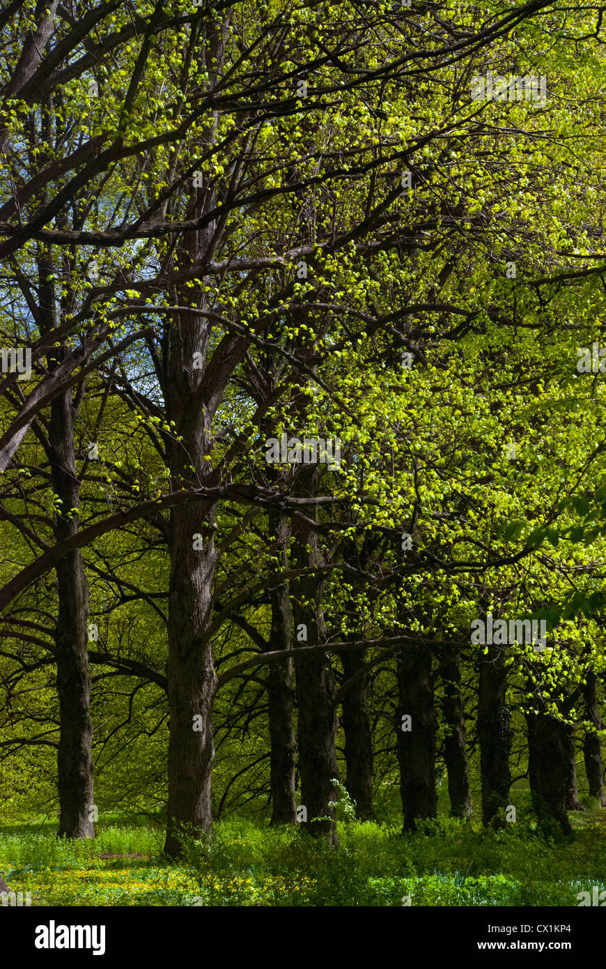 Line of trees in spring hi-res stock photography and images - Alamy
