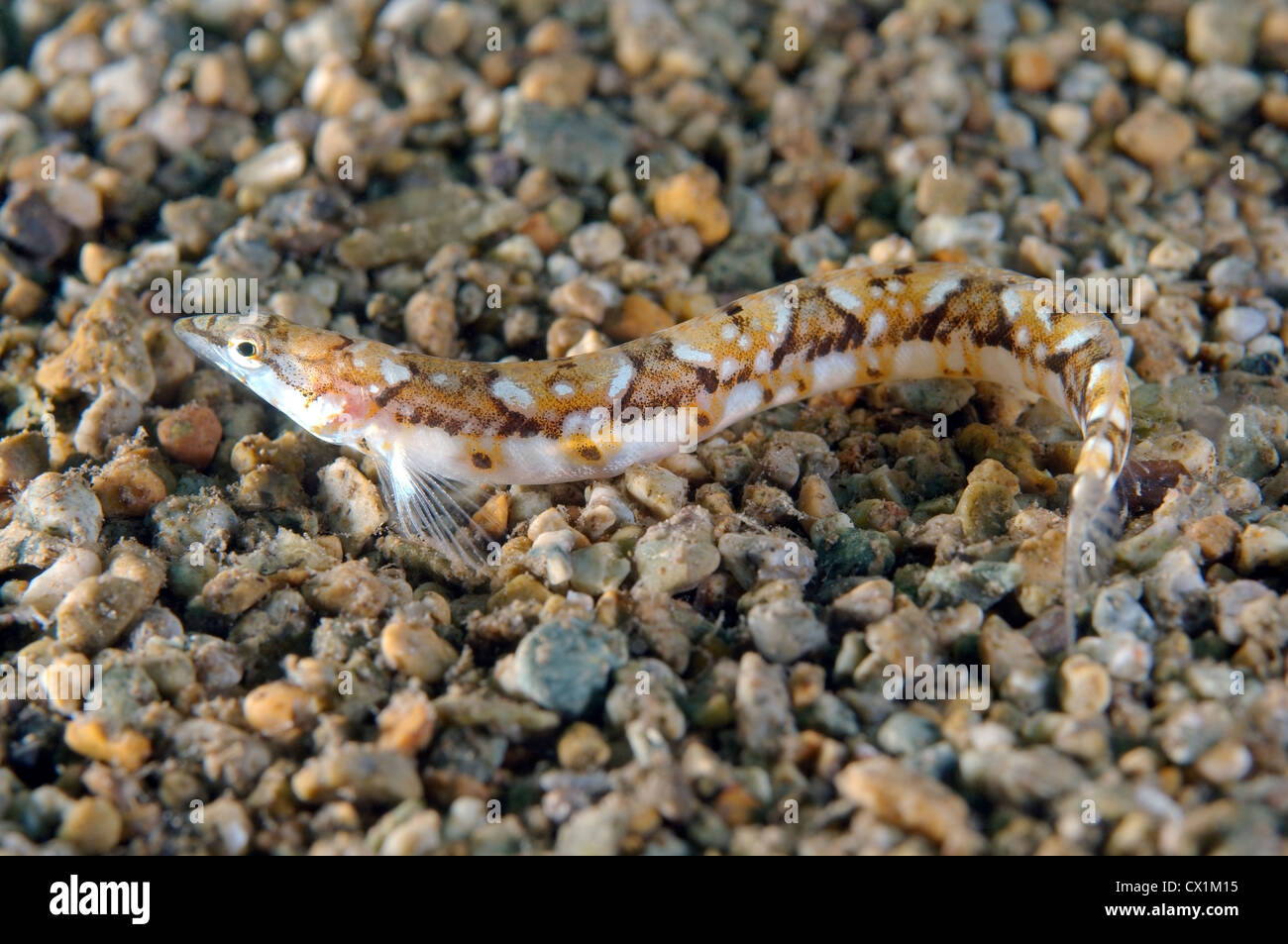 Pavlenkos snake bleonny (Lumpenopsis pavlenkoi, Soldatov). Japan sea, Far East, Primorsky Krai, Russian Federation Stock Photo