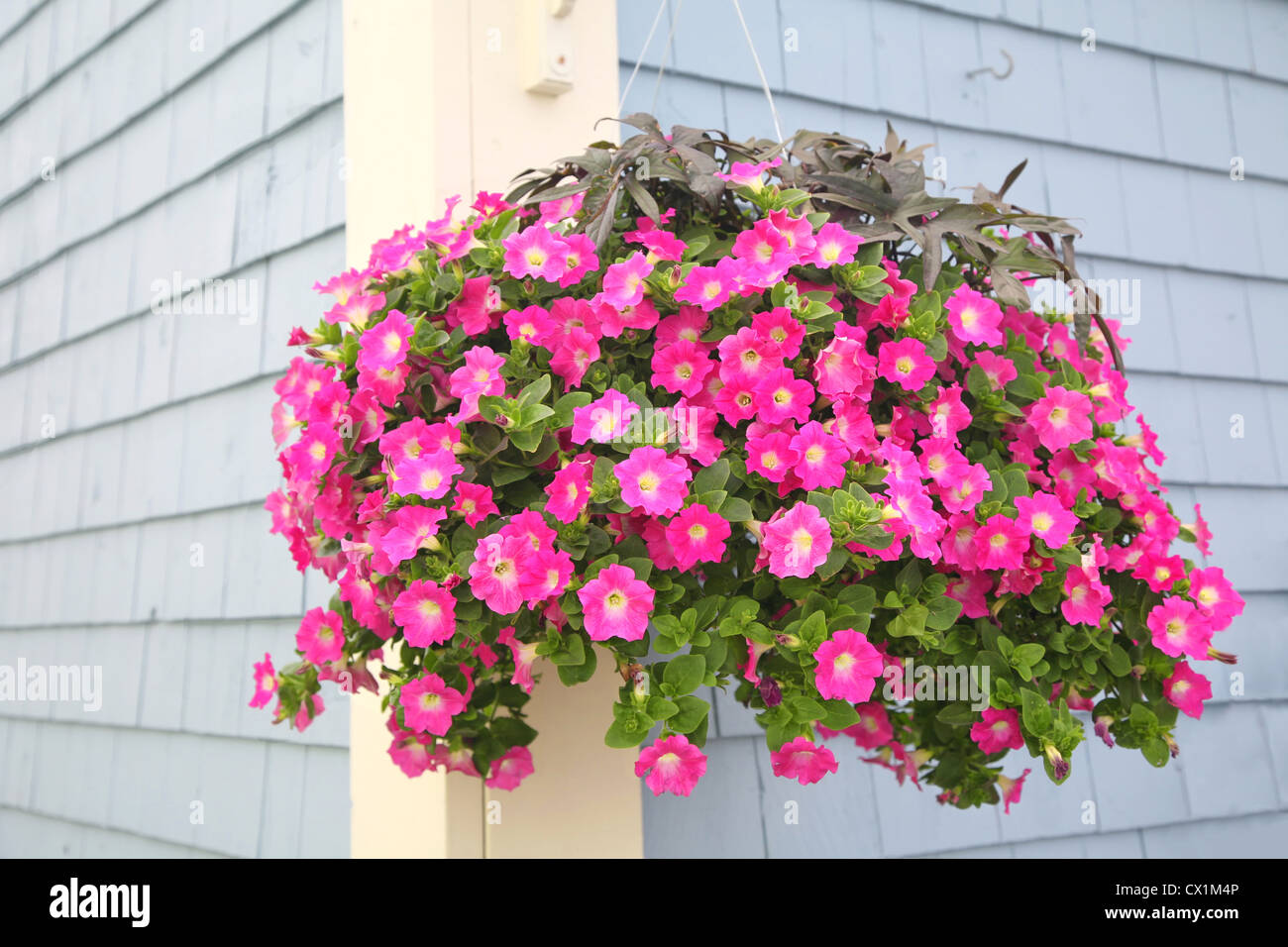 A vibrant hanging basket full of purple petunias hanging outside as a decoration on the wall of a building. Stock Photo