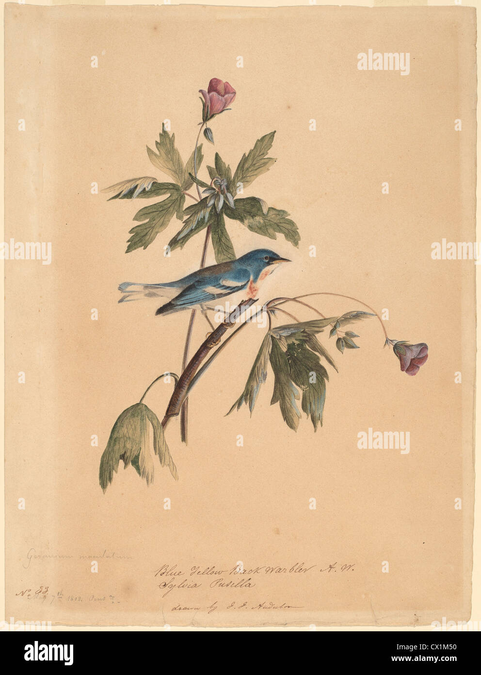 John James Audubon (American, 1785 - 1851 ), Blue Yellow Back Warbler, 1812, watercolor and gouache over graphite Stock Photo