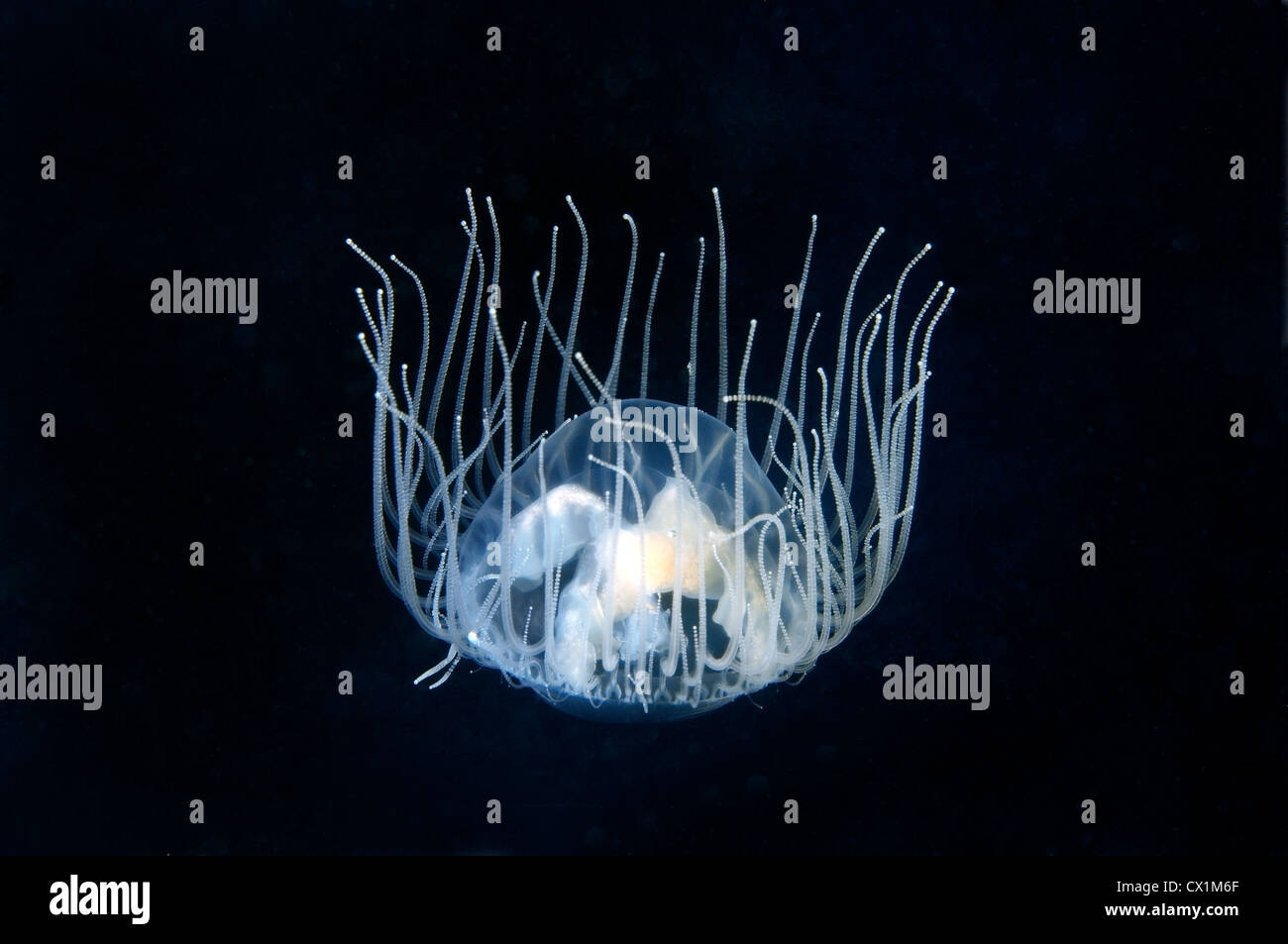 Jellyfish Poisonous gonionemus (gonionemus vertens), Japan sea, Far