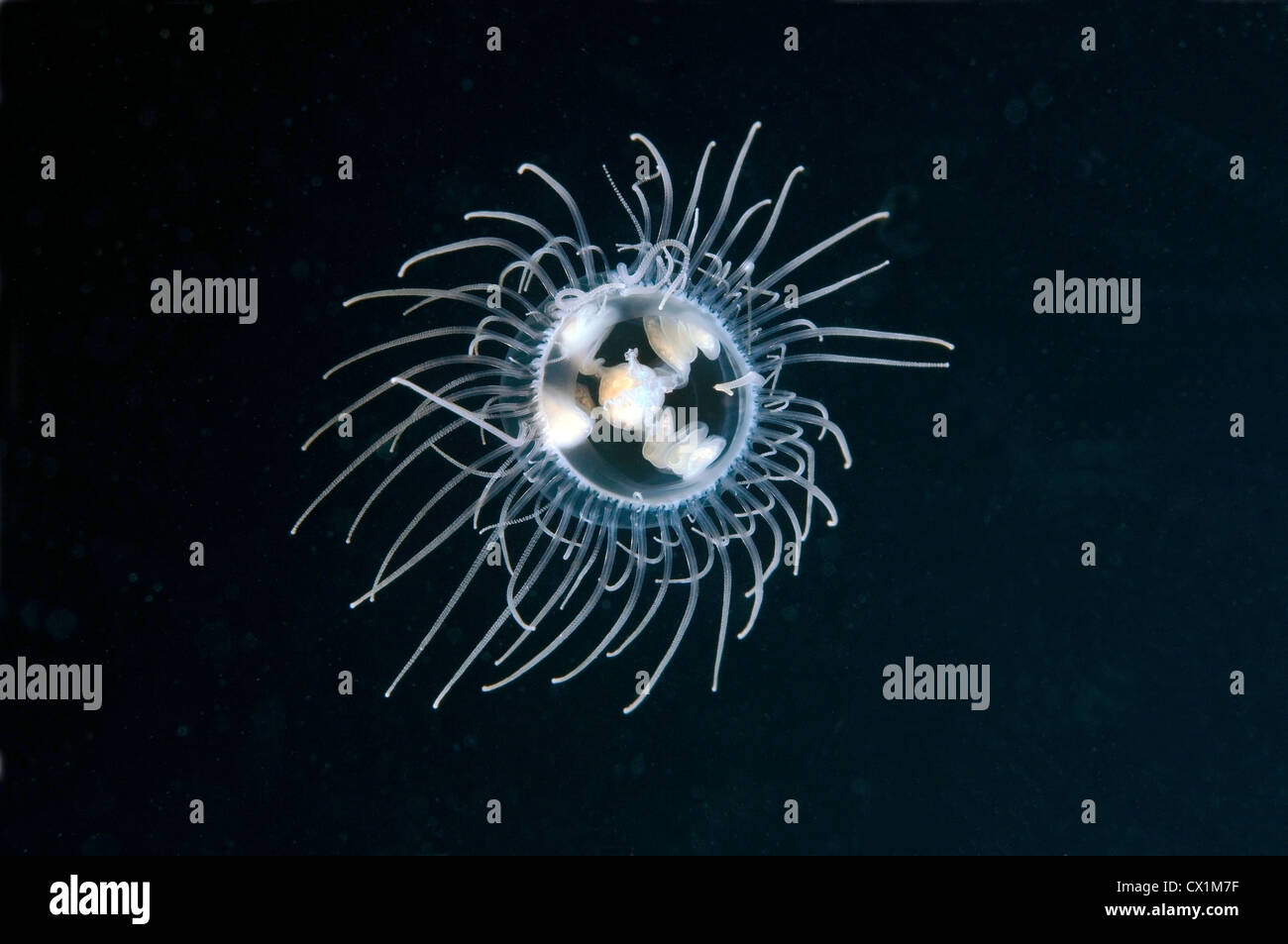Jellyfish Poisonous gonionemus (gonionemus vertens), Japan sea, Far