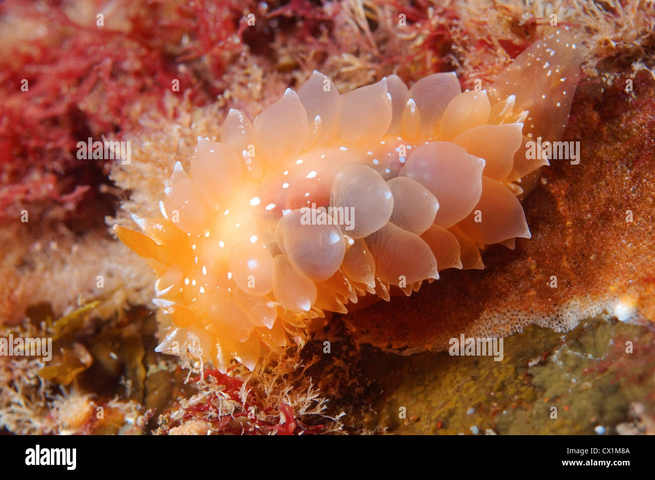 Nudibranch or Sea Slug - Golden diron ( Dirona aurantia ) Sea of Japan, Rudnaya Pristan, Far East, Primorsky Krai, Russia Stock Photo