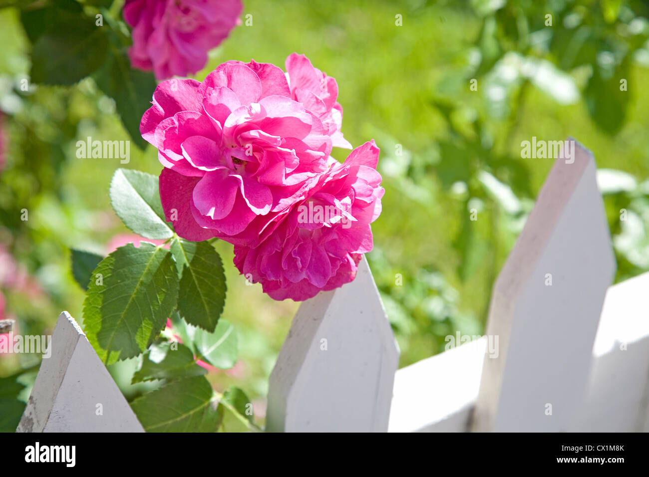 Old fashioned garden rose and a white picket fence in a summer garden. Stock Photo
