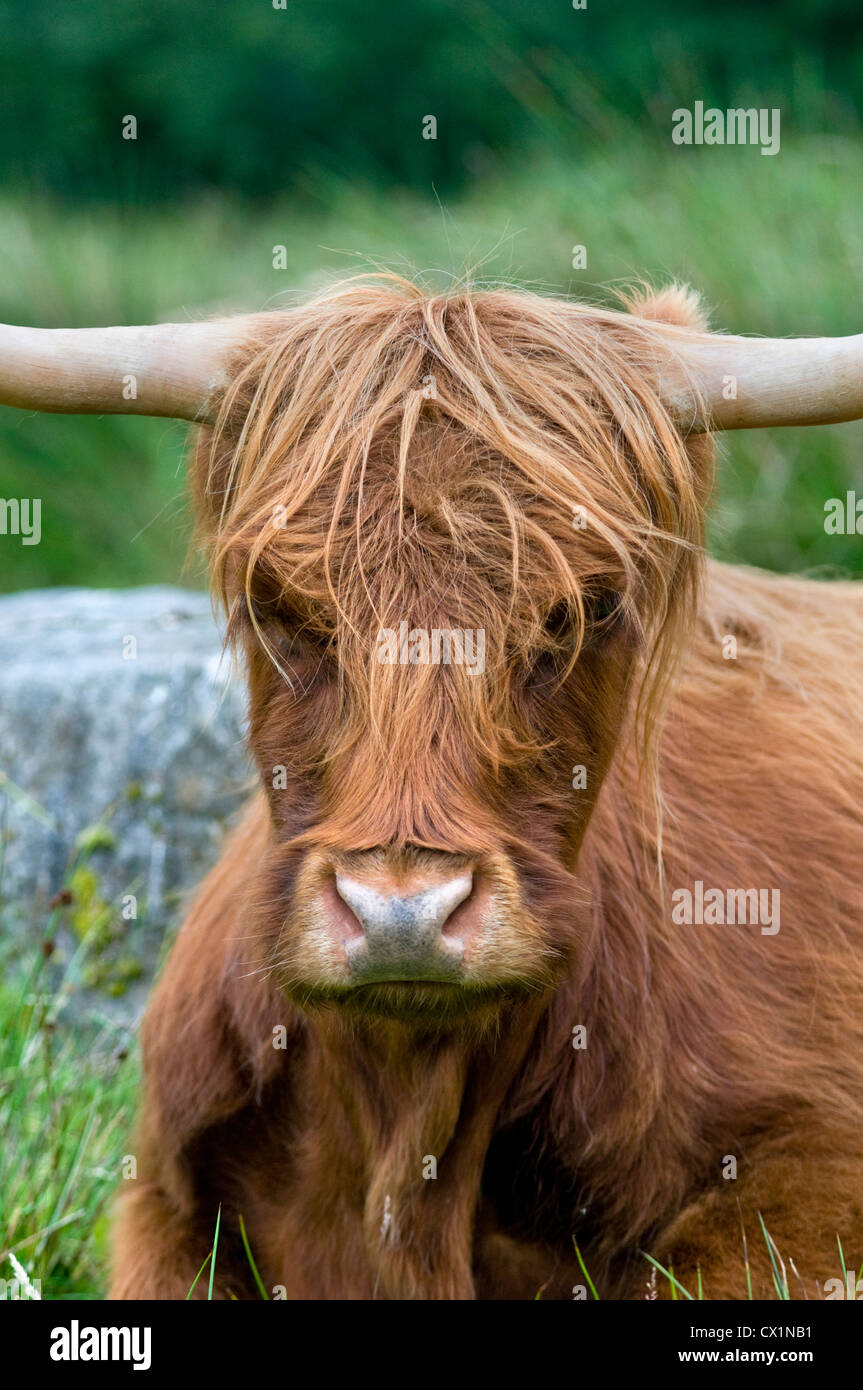 A Highland cow in a field on the Isle of Skye in Scotland, UK Stock ...