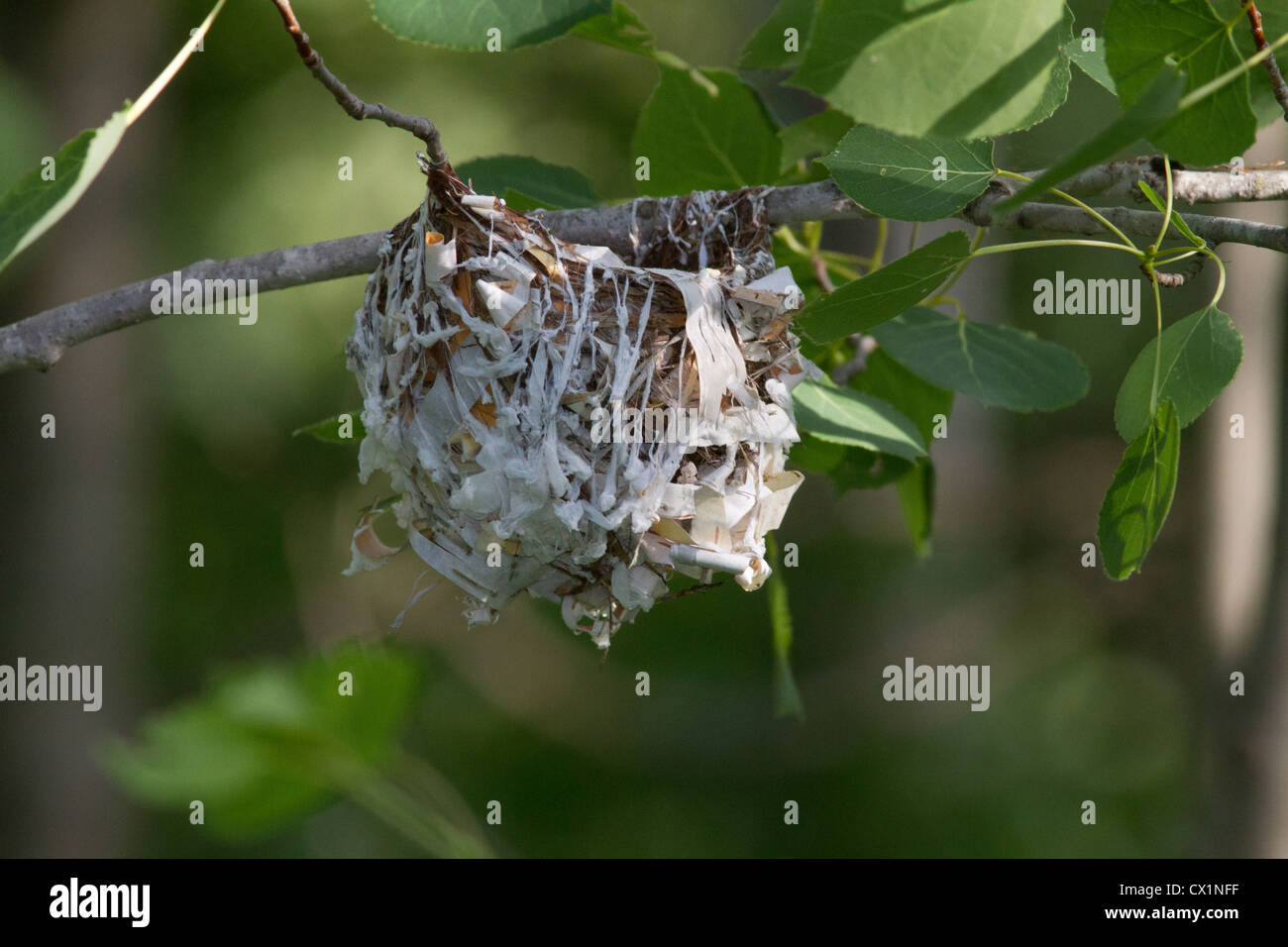 Red-eyed vireo's nest Stock Photo