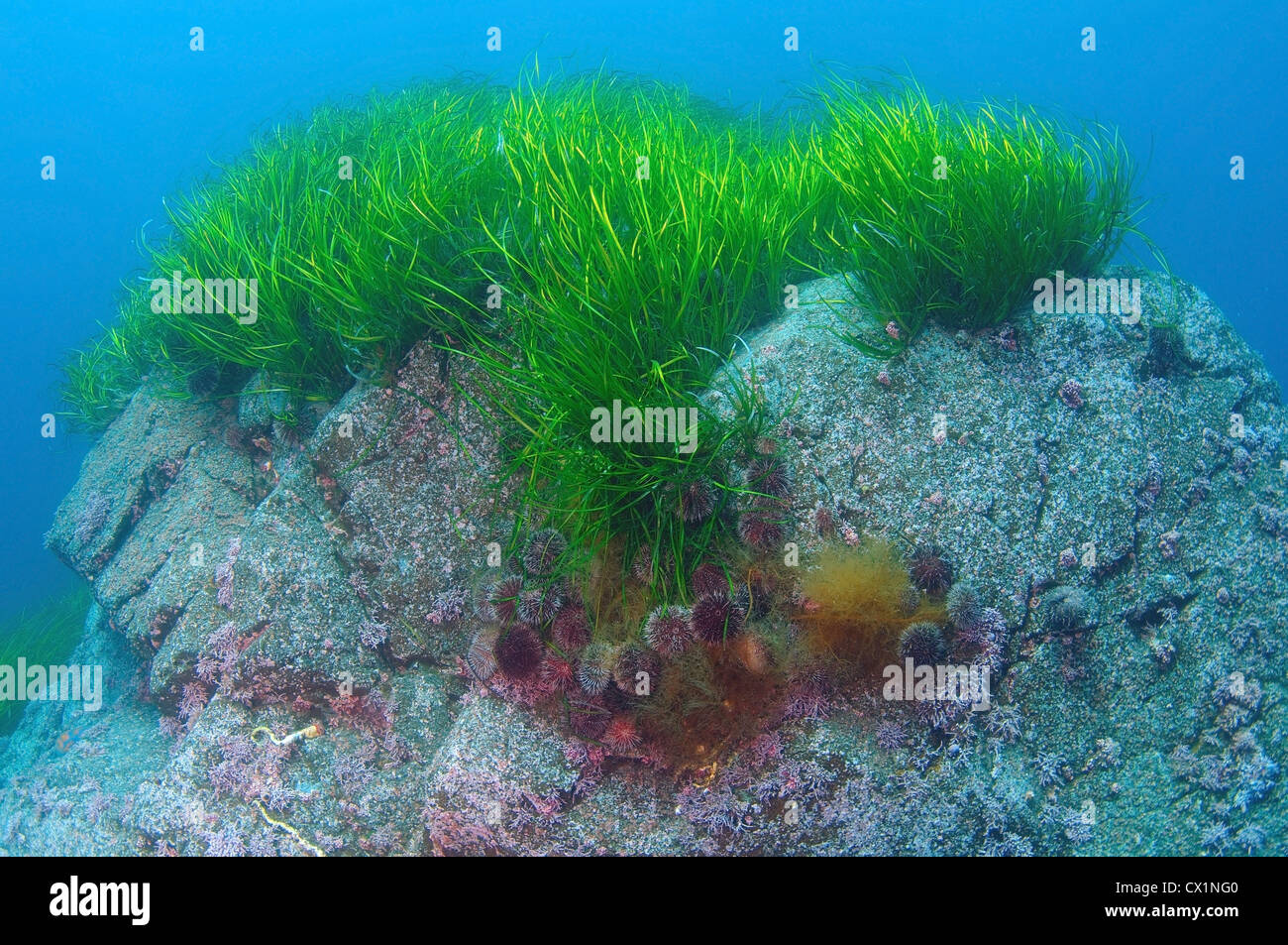 Dense thickets of  Seagrass Zostera grows on top of a rock on the blue water background Stock Photo
