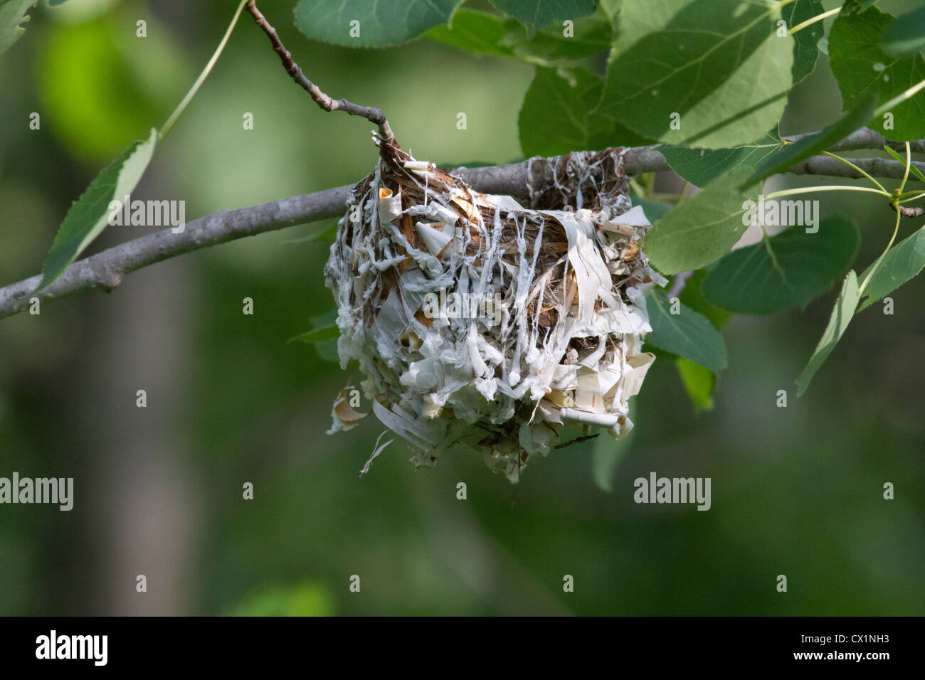 Red-eyed vireo's nest Stock Photo