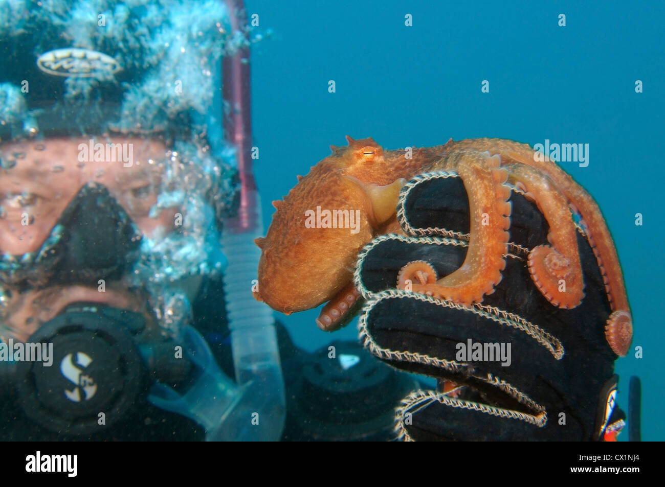 Giant Pacific octopus or North Pacific giant octopus, (Enteroctopus dofleini). Japan sea, Far East, Primorsky Krai, Russia Stock Photo