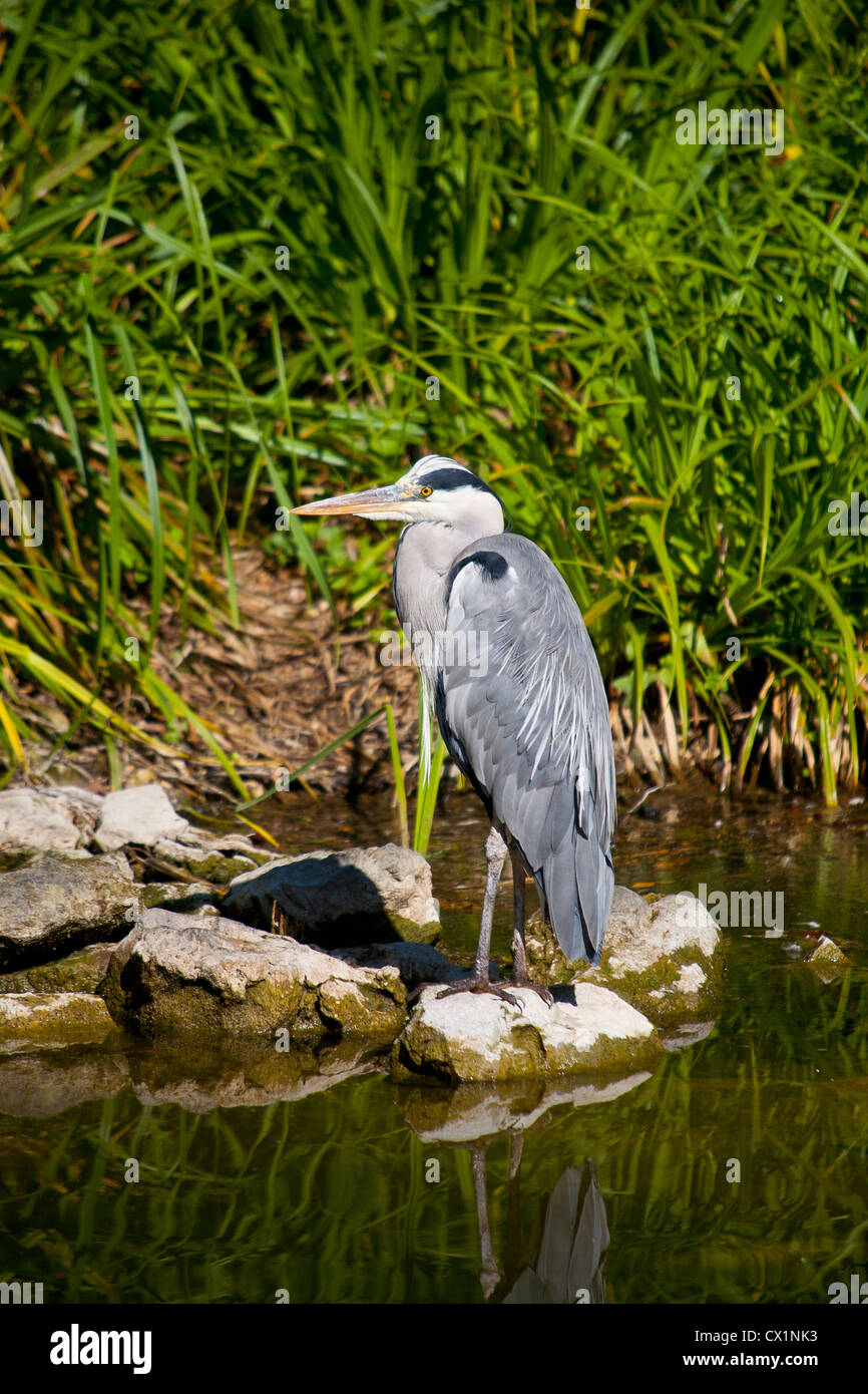 Bird, Heron, Male, pond, Bonchurch, Ventnor, Isle of Wight, England, UK ...