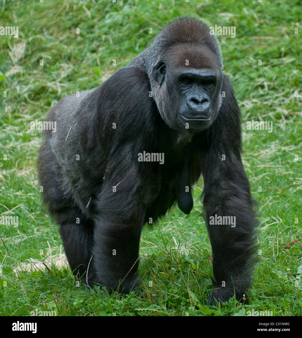 Female Gorilla, gorilla gorilla,at the Durrell Wildlife Conservation Trust Trinity Jersey Channel Isles. Stock Photo