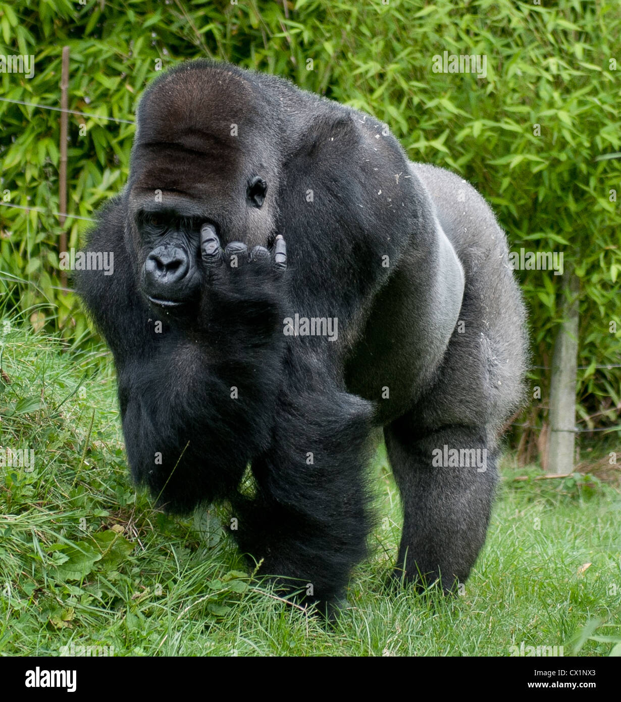 Silver back Gorilla, gorilla gorilla,at the Durrell Wildlife Conservation Trust Trinity Jersey Channel Isles. Stock Photo