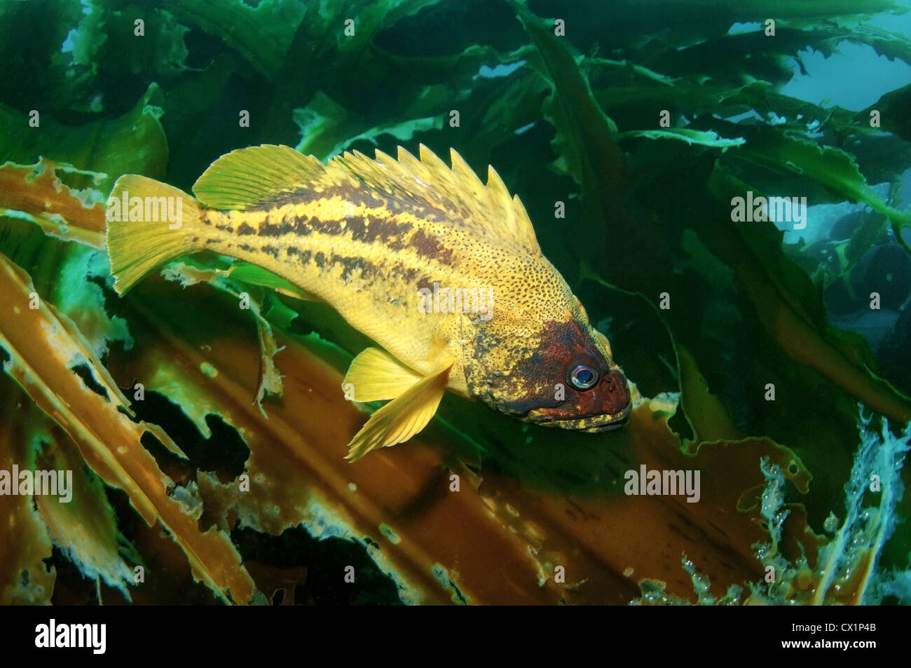 Yellow Rockfish or Threestripe Rockfish (Sebastes Trivittatus) Japan