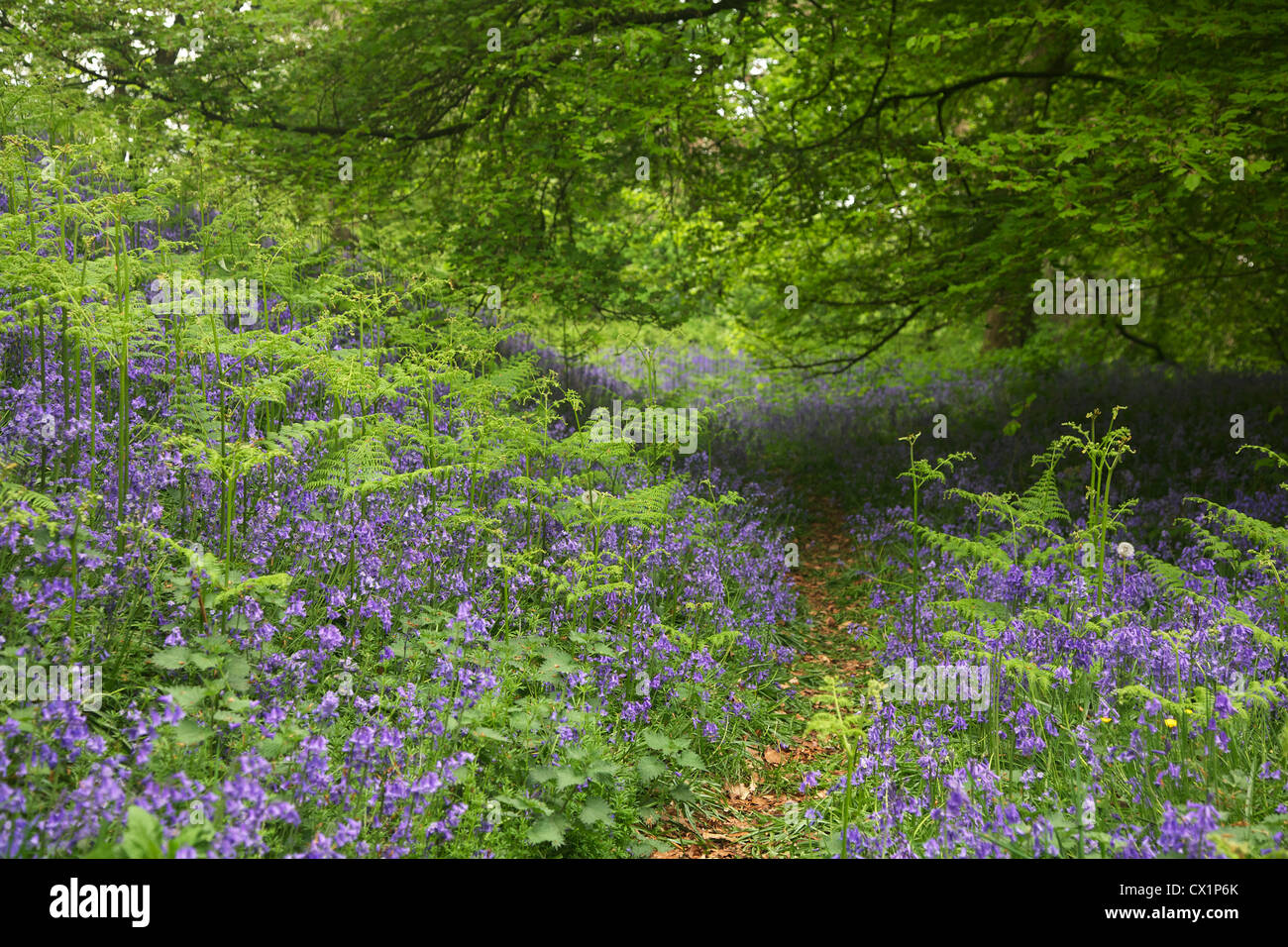 Common British blue bells (Hyacinthoides non-scripta), Beech wood, Clytha Hill, Bettws Newydd, Monmouthshire Stock Photo