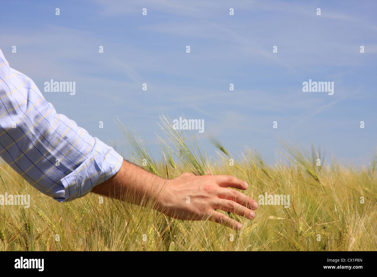 Close-up of a male hand touching wheat Stock Photo