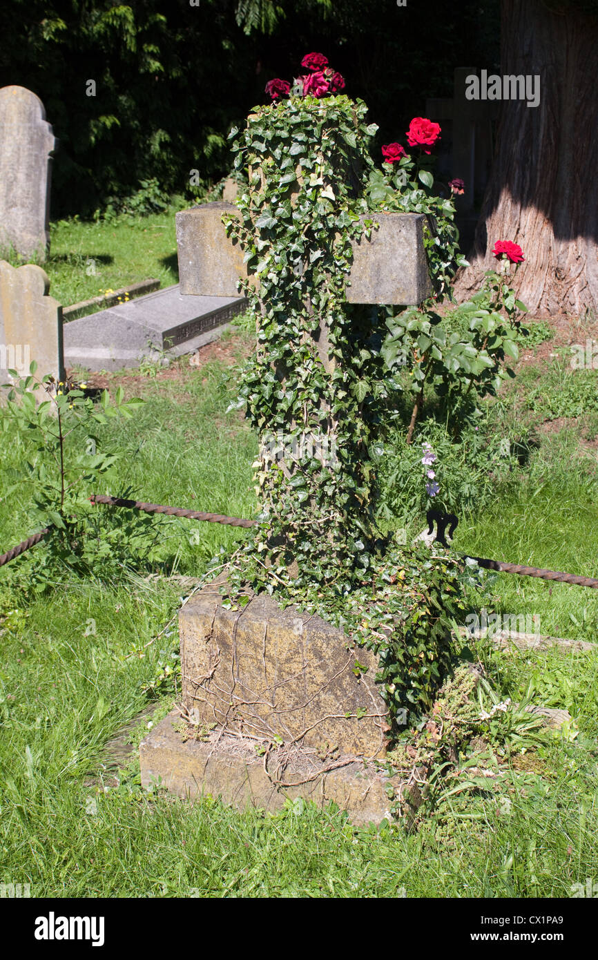 An ivy covered gravestone in the graveyard of the parish church of St James, Fulmer. Stock Photo